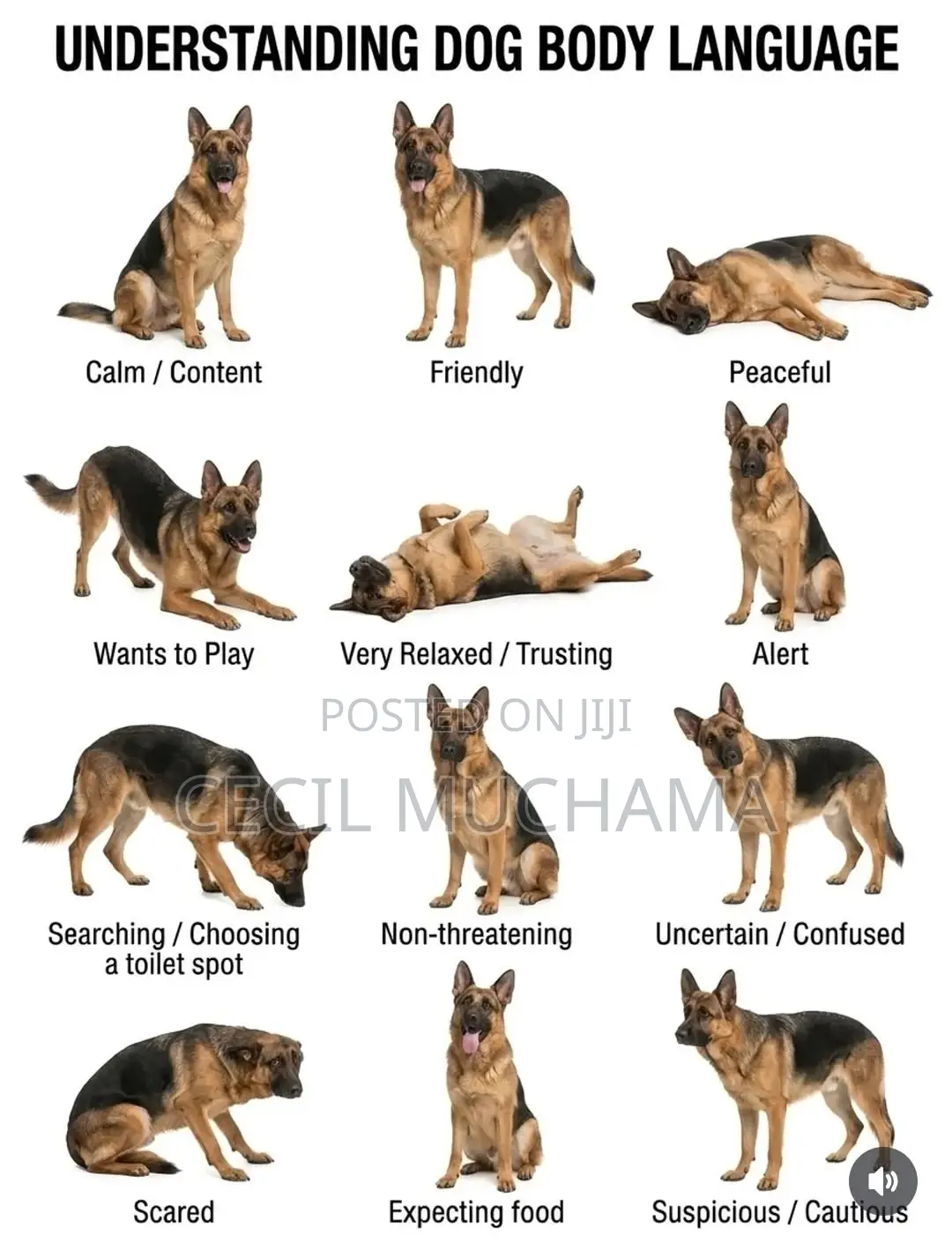 Dog Boarding and Training