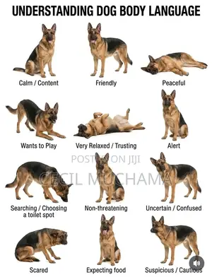 Dog Boarding and Training