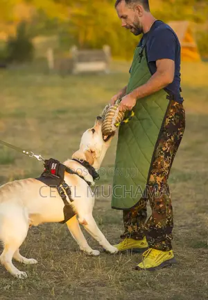 Dog Boarding and Training