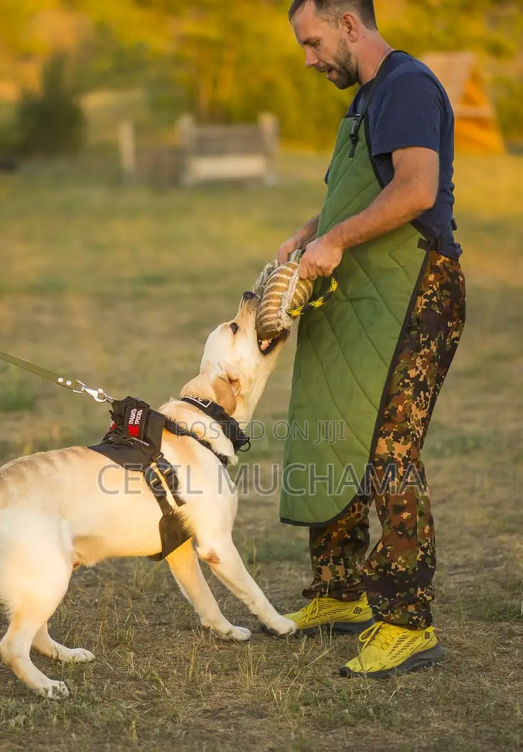 Dog Boarding and Training