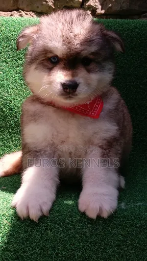 1-3 months Male Purebred Siberian Husky