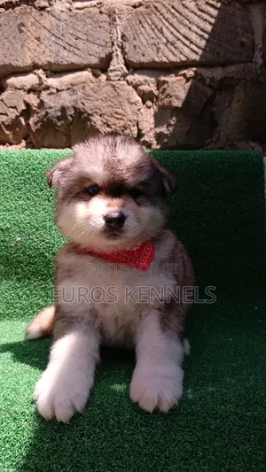 1-3 months Male Purebred Siberian Husky