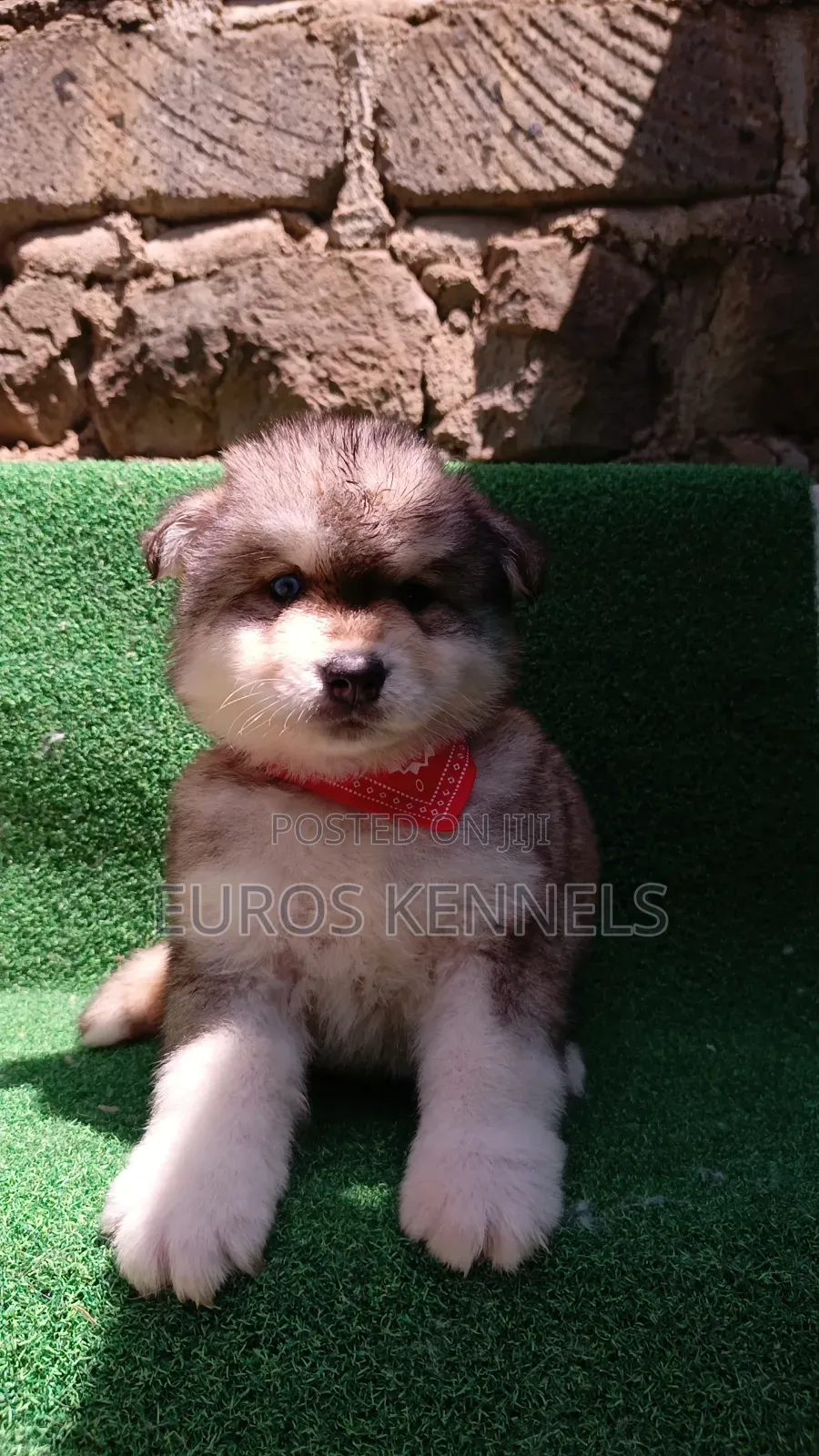 1-3 months Male Purebred Siberian Husky
