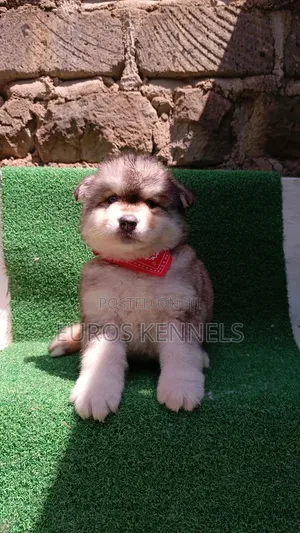 1-3 months Male Purebred Siberian Husky