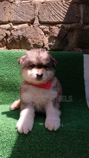 1-3 months Male Purebred Siberian Husky
