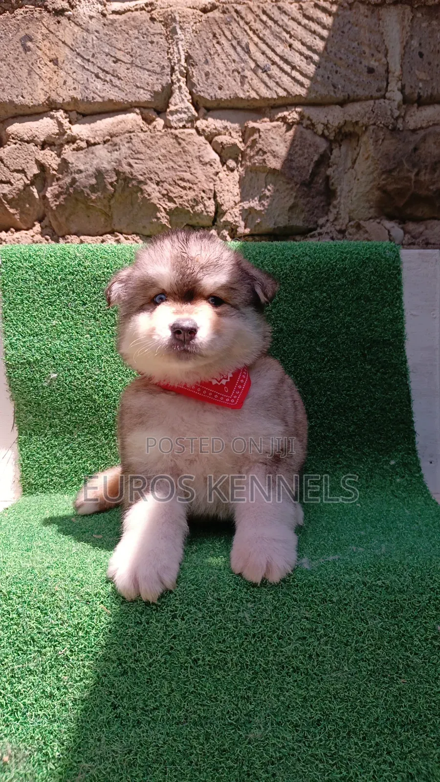 1-3 months Male Purebred Siberian Husky