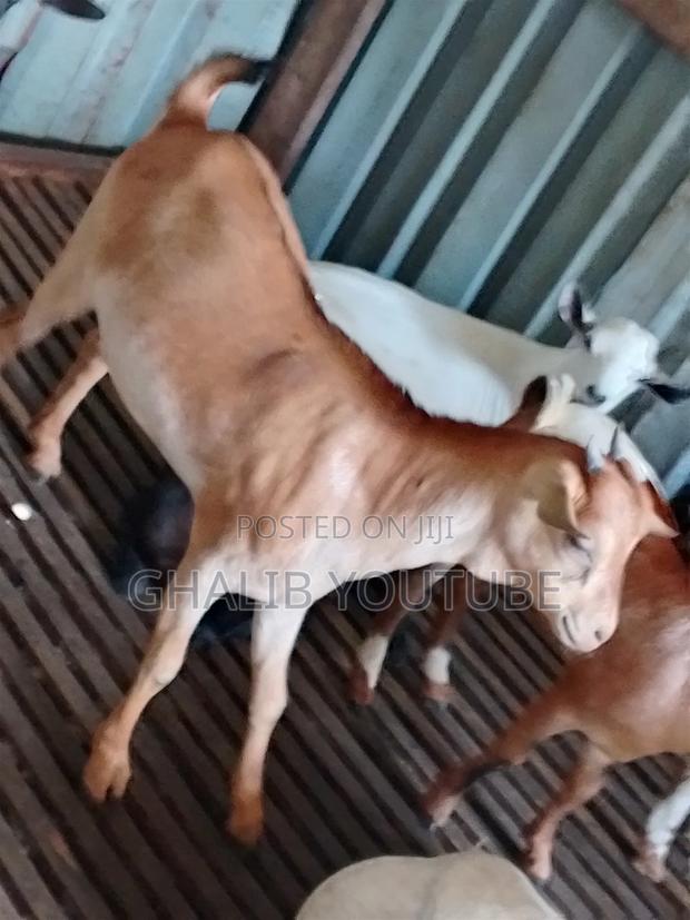 Pregnant Goat 2 for 1 for