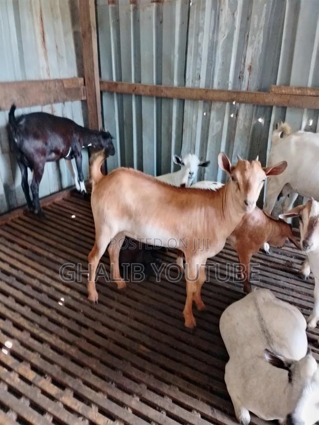 Pregnant Goat 2 for 1 for - thumbnail 2