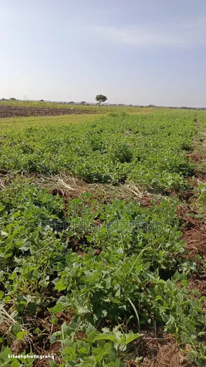 20acres for Sale at Loitoktok Kimana Area 350per Acre