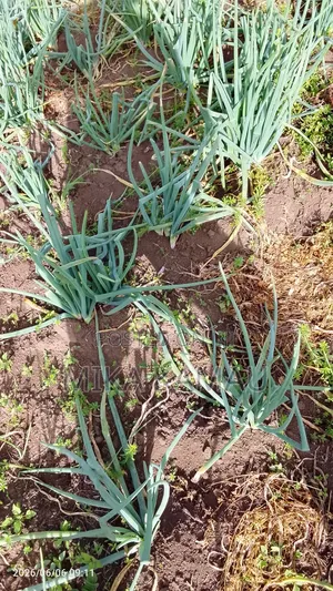 Spring Onion
