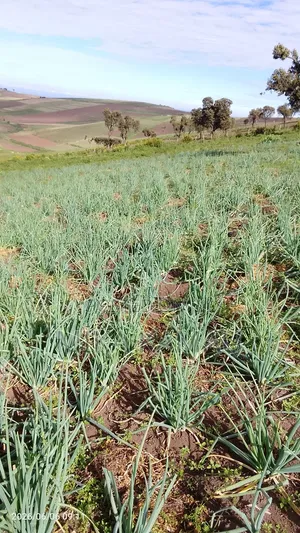 Spring Onion