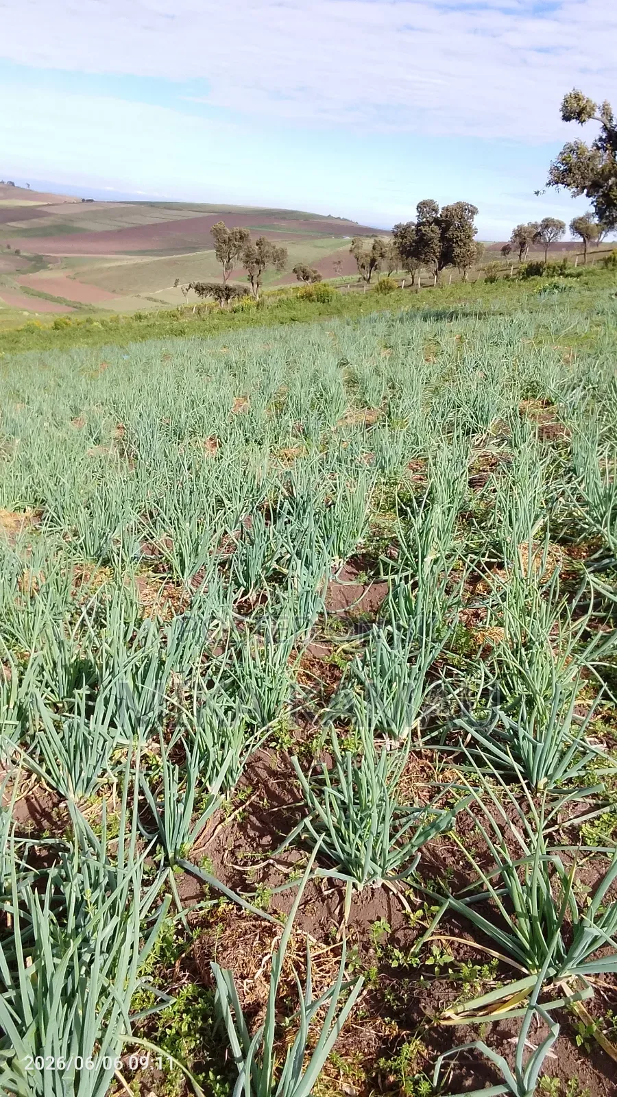 Spring Onion