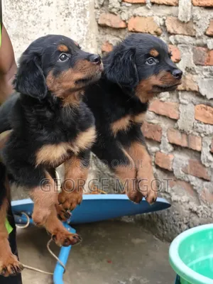 1-3 months Male Purebred Rottweiler