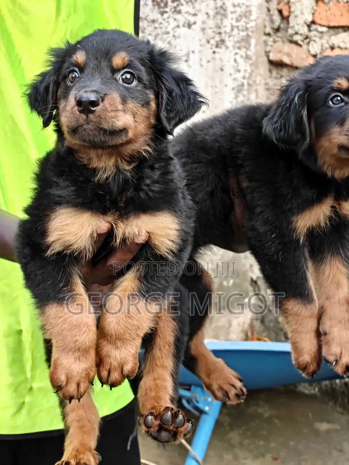 1-3 months Male Purebred Rottweiler