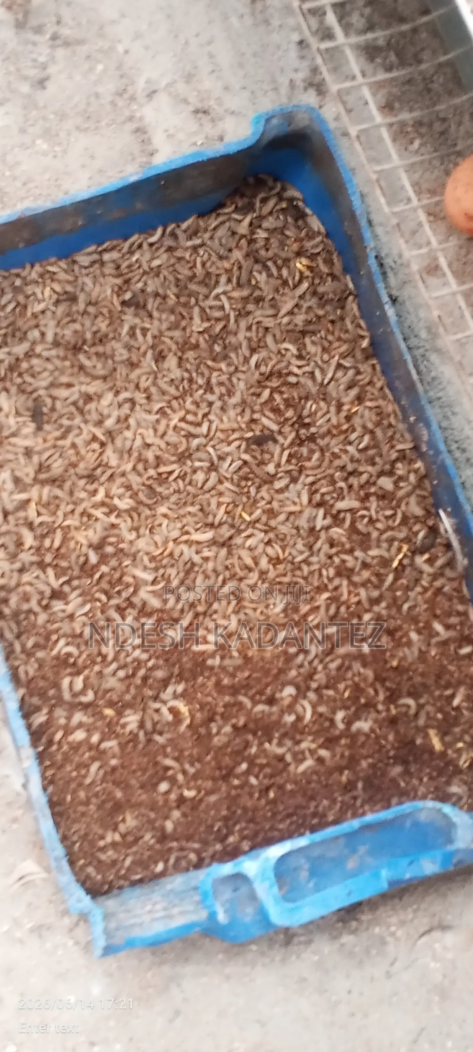Black Soldier Fly Larvae (Bsfs)