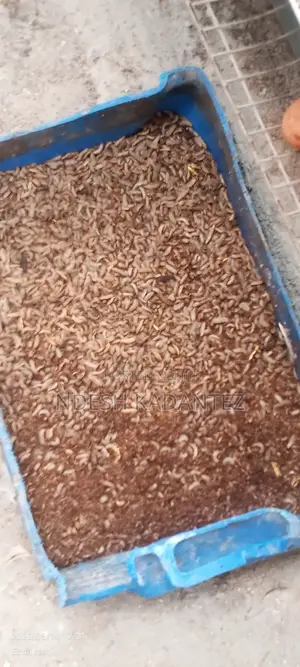 Black Soldier Fly Larvae (Bsfs)