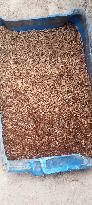 Black Soldier Fly Larvae (Bsfs)