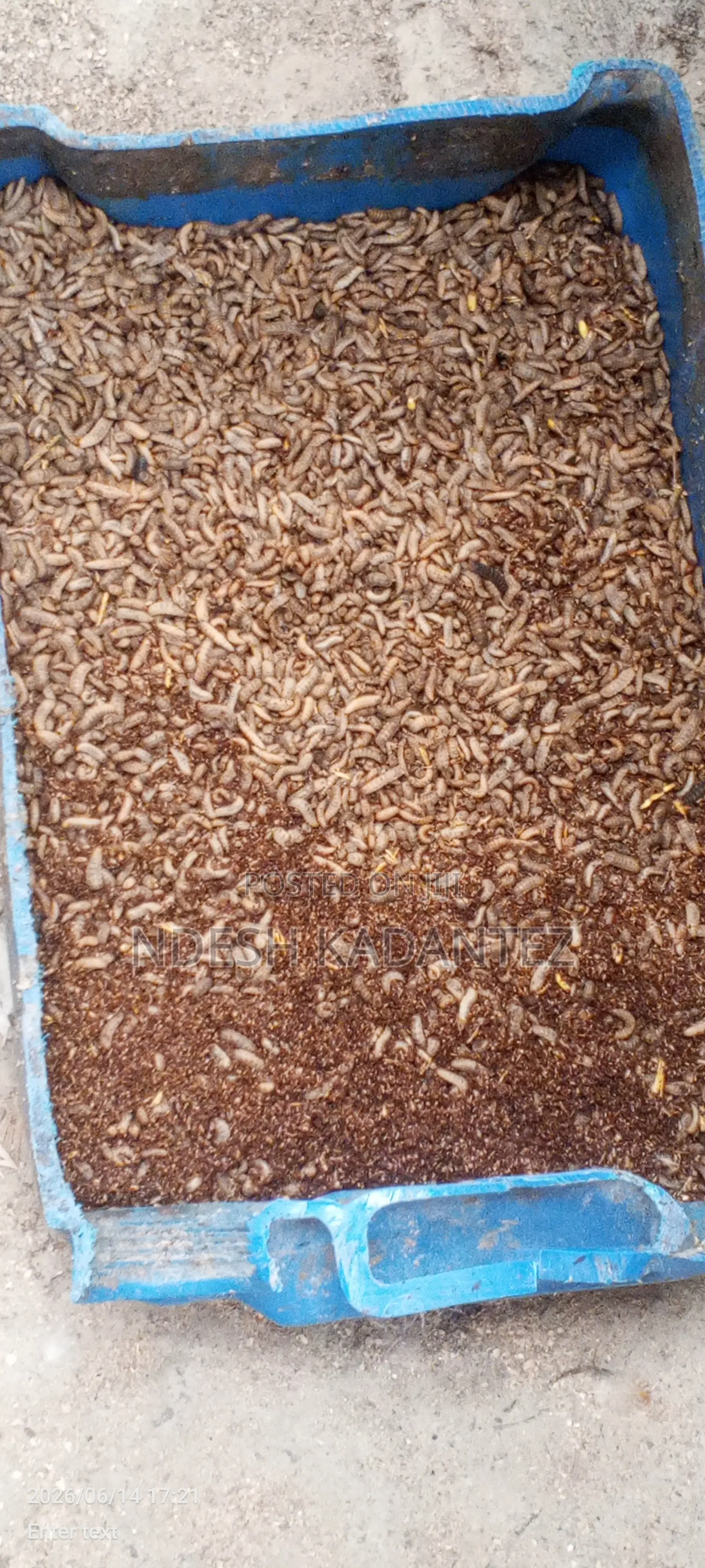 Black Soldier Fly Larvae (Bsfs)
