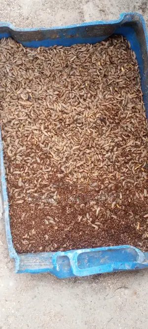 Black Soldier Fly Larvae (Bsfs)