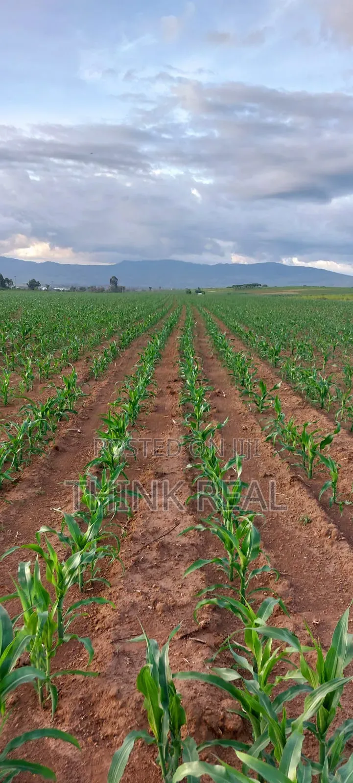 Plots For Sale At Naivasha Mirera
