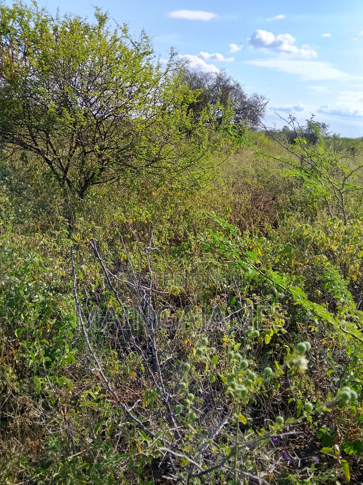 Land On Sale In Taveta And Its Environs - Taita Taveta
