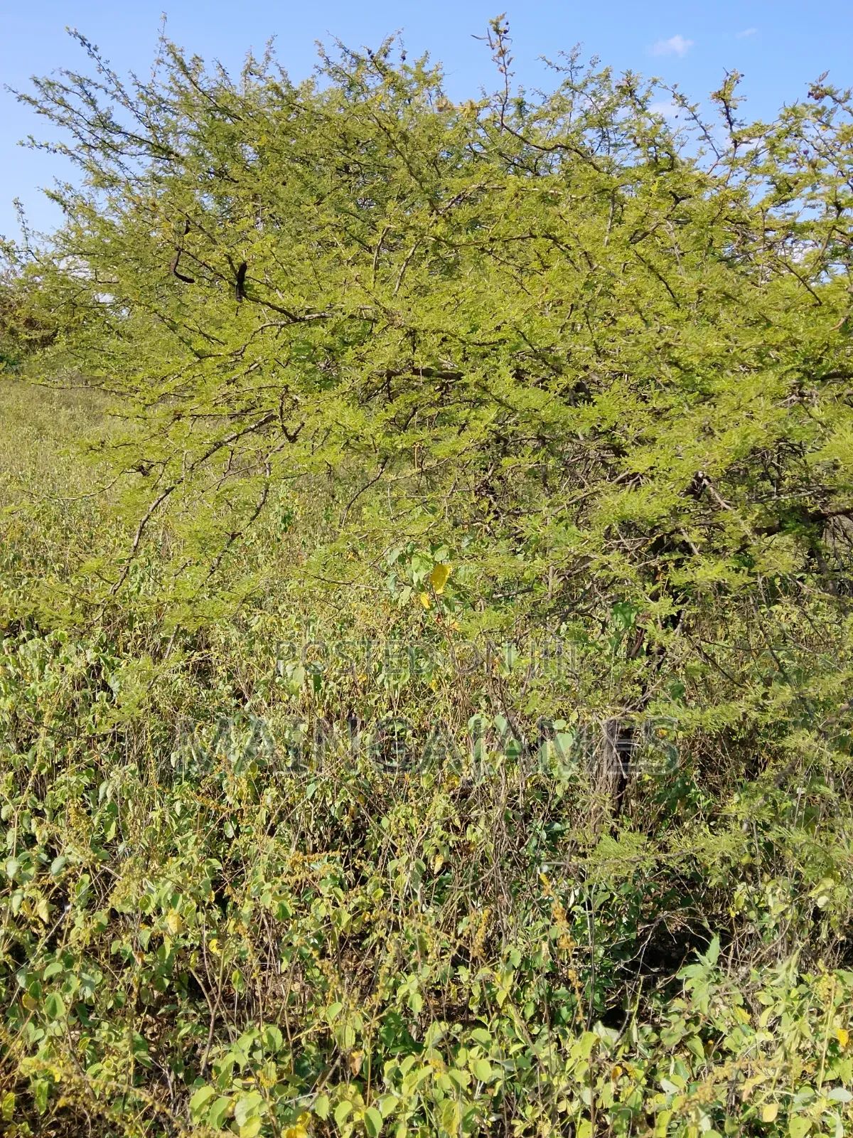Land On Sale In Taveta And Its Environs - Taita Taveta