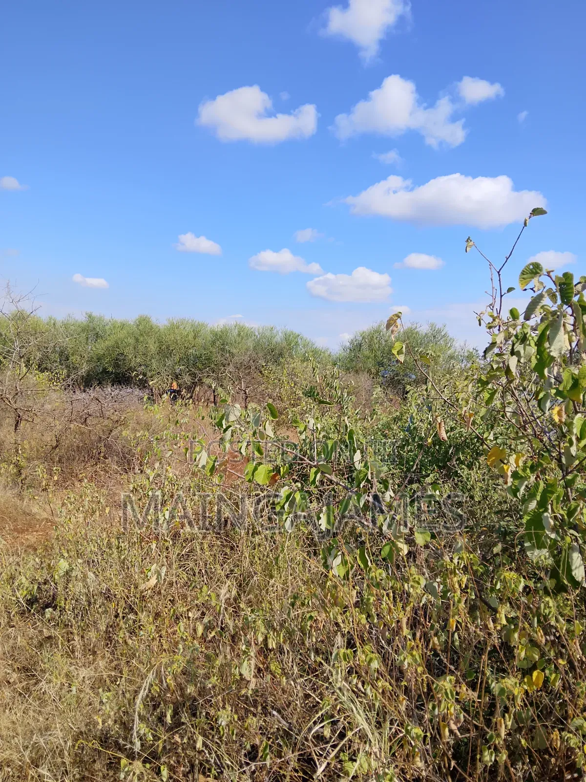 Land On Sale In Taveta And Its Environs - Taita Taveta