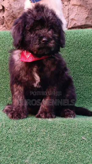 1-3 months Male Purebred Maltipoo
