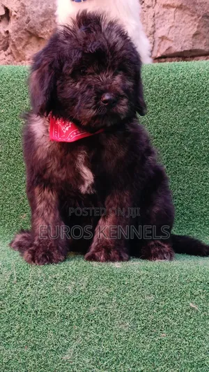 1-3 months Male Purebred Maltipoo