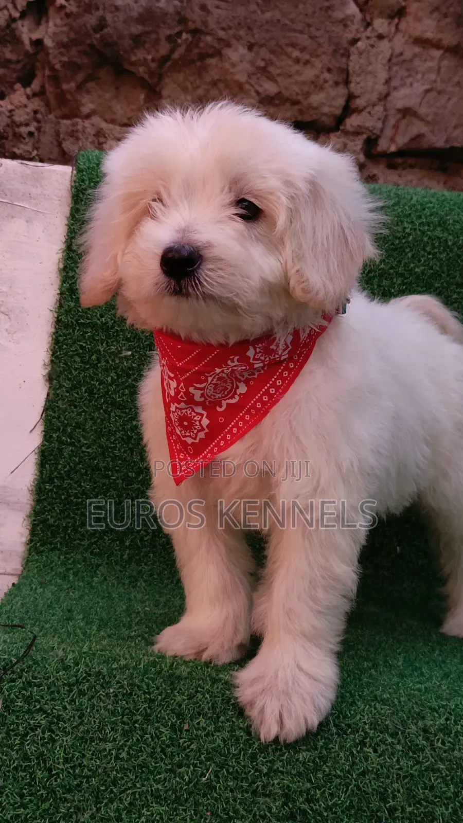 1-3 months Female Purebred Maltipoo