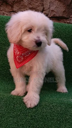 1-3 months Female Purebred Maltipoo