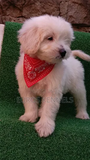 1-3 months Female Purebred Maltipoo