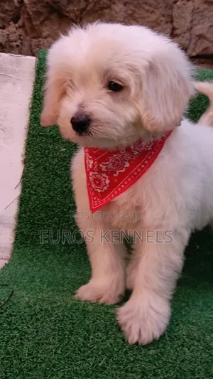 1-3 months Female Purebred Maltipoo
