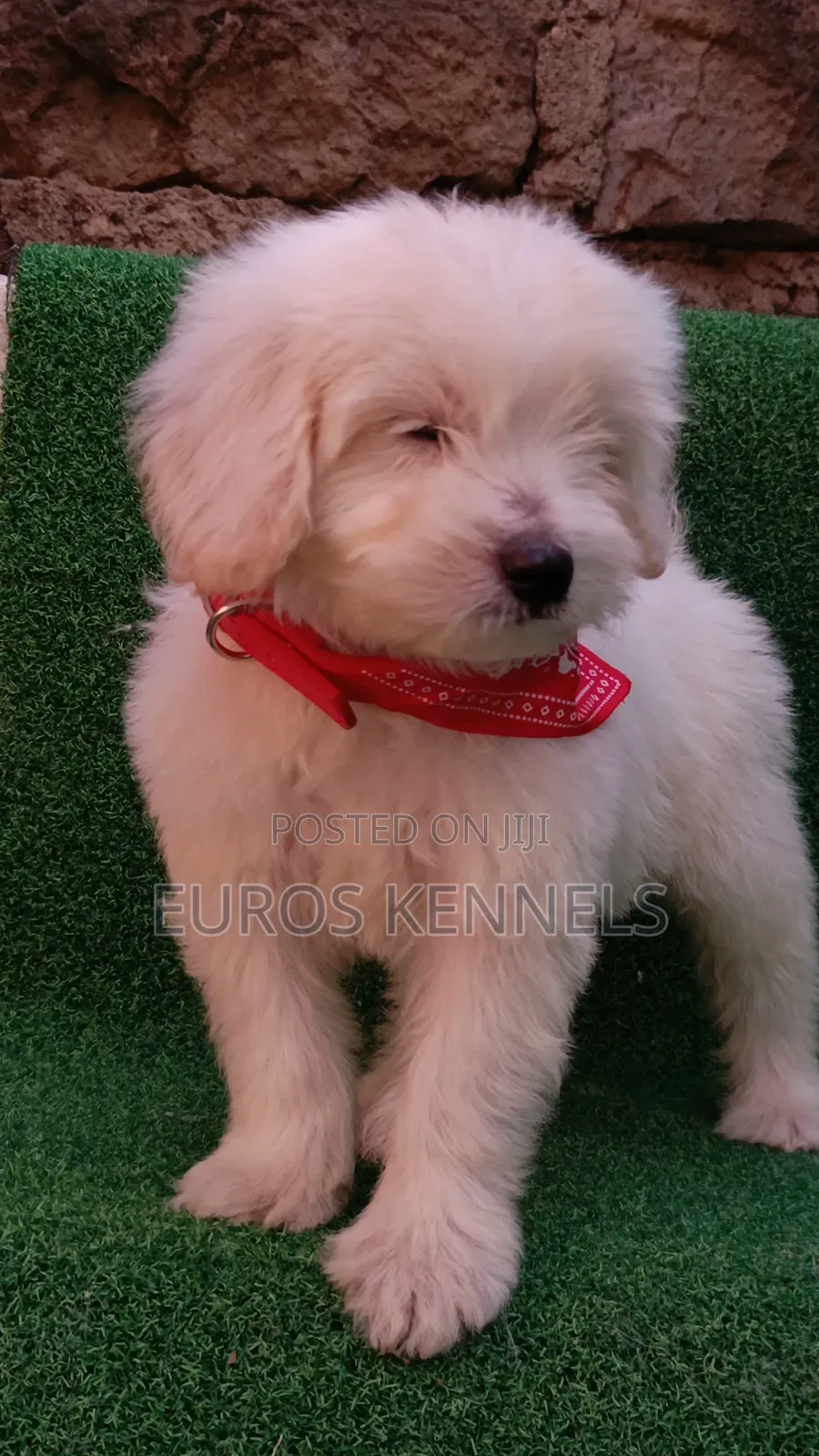 1-3 months Female Purebred Maltipoo