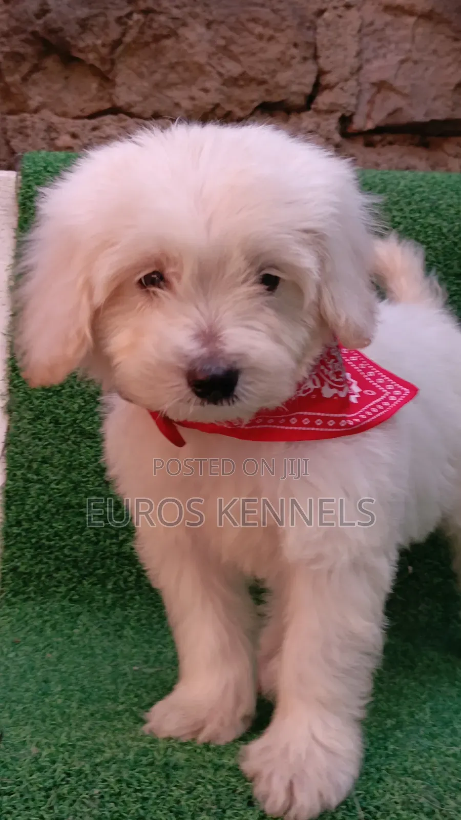 1-3 months Female Purebred Maltipoo