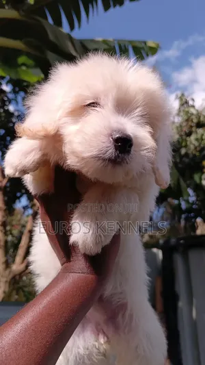 1-3 months Female Purebred Maltipoo