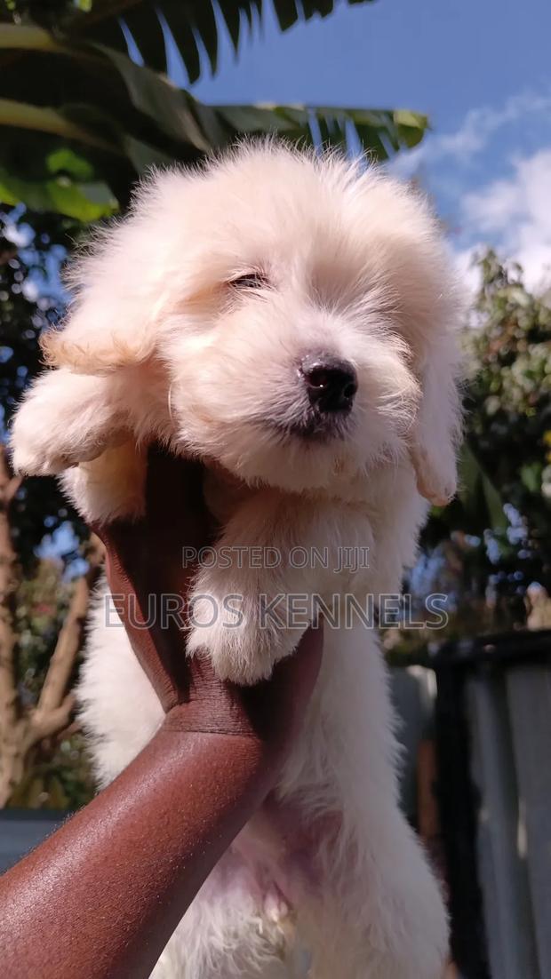 1-3 months Female Purebred Maltipoo - thumbnail 2