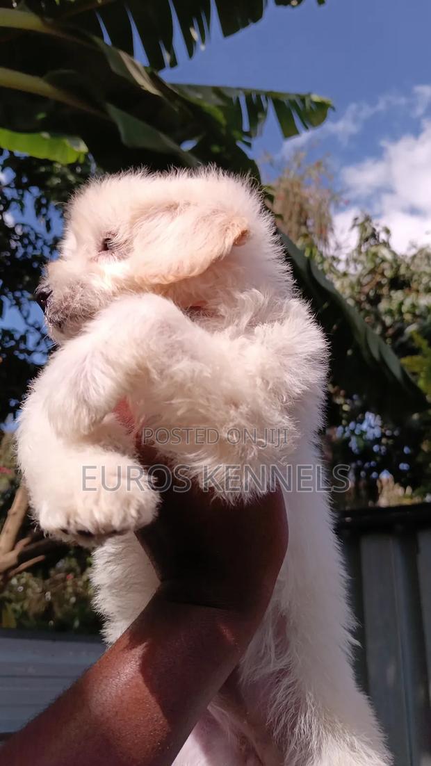 1-3 months Female Purebred Maltipoo - thumbnail 3