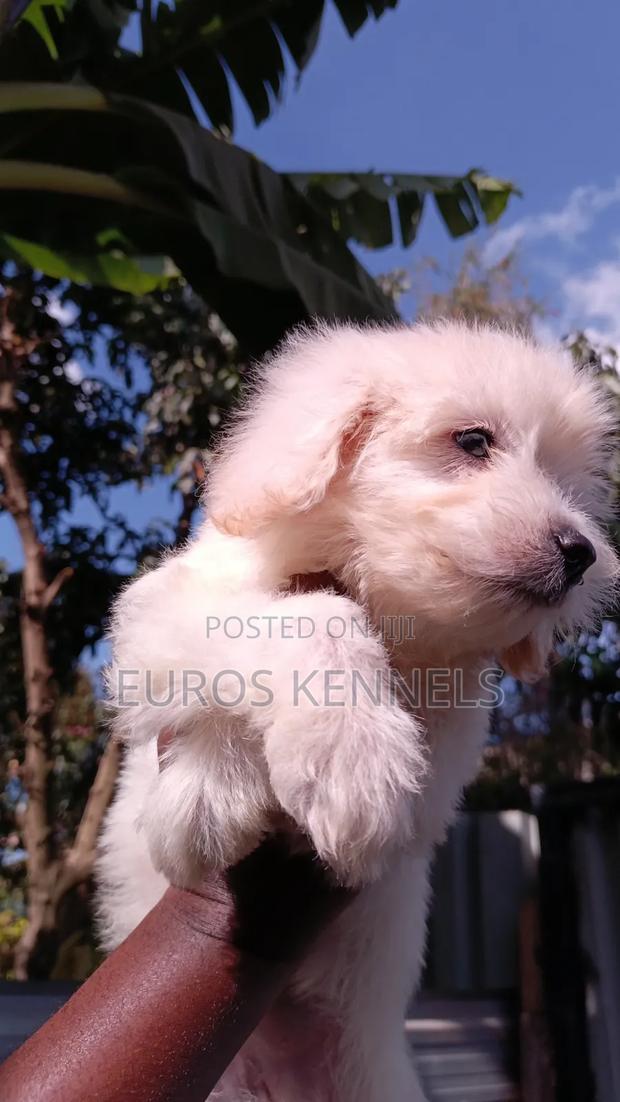 1-3 months Female Purebred Maltipoo - thumbnail 4