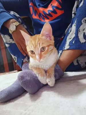1-3 months Male Mixed Breed Cat
