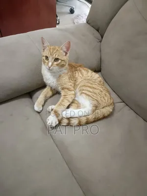 1-3 months Male Mixed Breed Cat