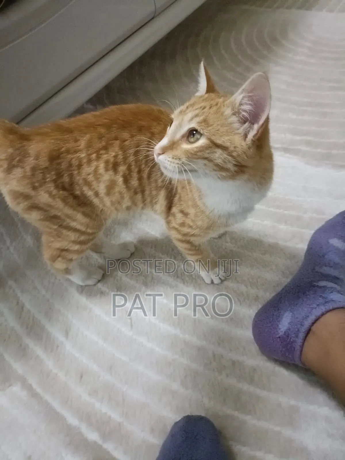 1-3 months Male Mixed Breed Cat