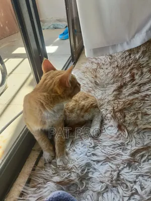 1-3 months Male Mixed Breed Cat