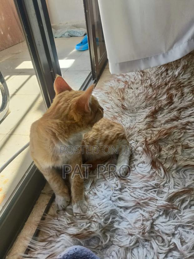 1-3 months Male Mixed Breed Cat - thumbnail 4