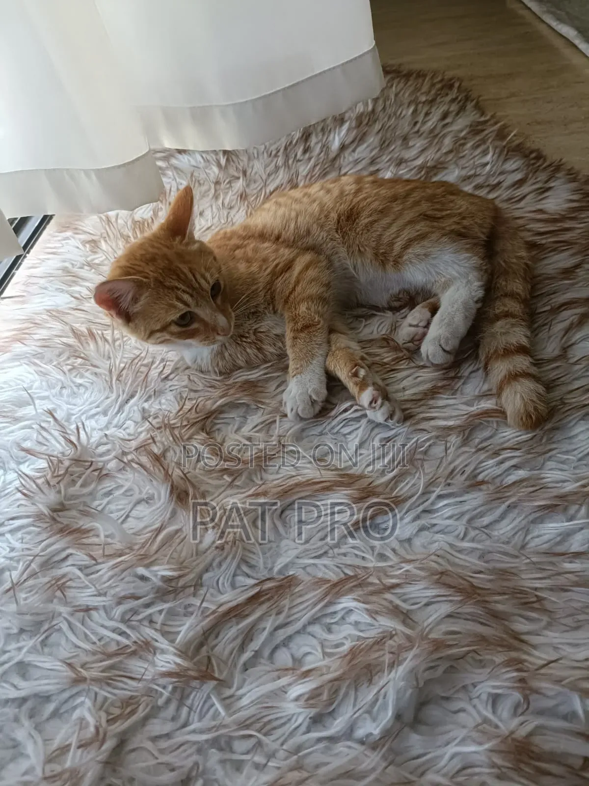 1-3 months Male Mixed Breed Cat