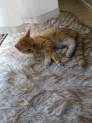 1-3 months Male Mixed Breed Cat