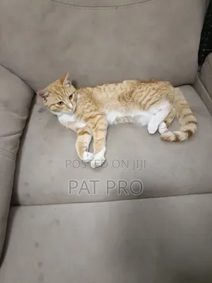 1-3 months Male Mixed Breed Cat