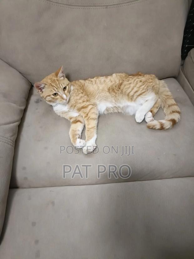 1-3 months Male Mixed Breed Cat - thumbnail 6
