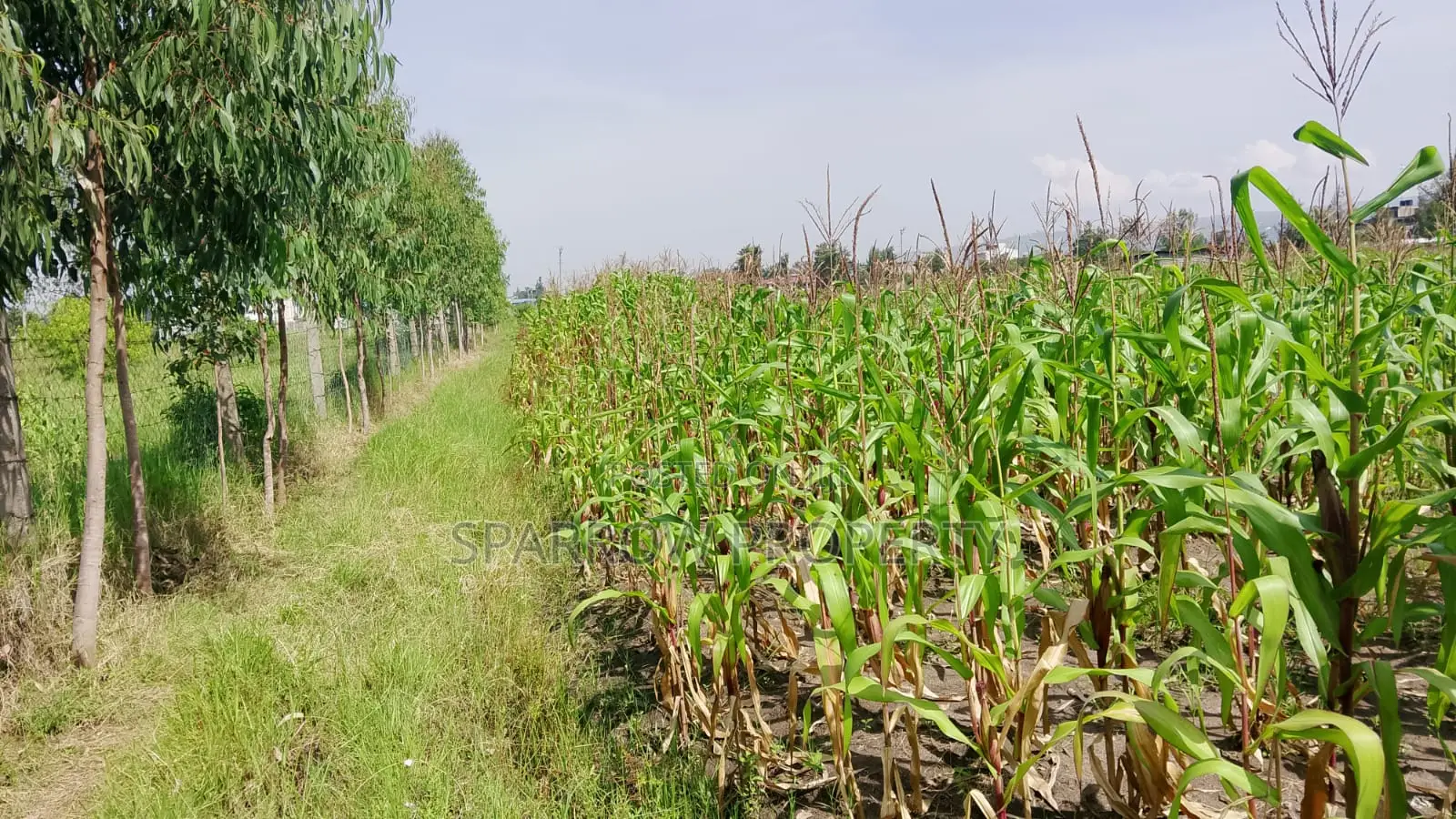 Kisumu Industrial Land