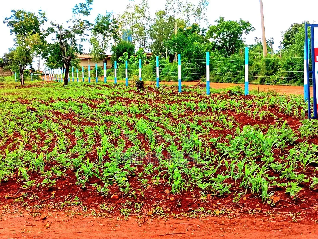 Plots for Sales at Makutano Ya Mwea